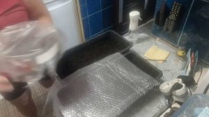 ПОСЕЯЛА ПОМИДОРЫ И  ЦВЕТЫ.