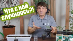 Что с рассадой и как ей помочь?!