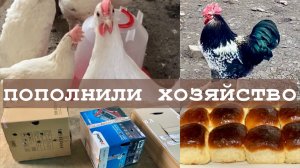 Жизнь в Адыгее/ Овечий завтрак /Злой Петька/Опять пополнение/ Наш птичий двор/