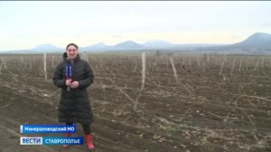 Масштабная обрезка виноградников стартовала на Ставрополье
