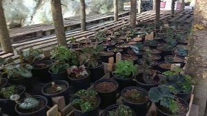 Два яруса в теплице. Обзор.