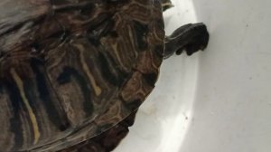 Много красноухих черепах