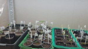 Вечер сурка или рассадная рутина. Но такая приятная. Мы оживаем вместе с нашими сменами 11.03.26