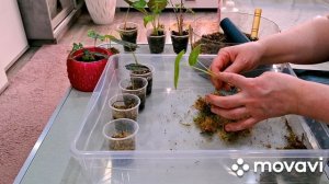 ЦВЕТОЧНЫЕ ДЕЛА.КОМНАТНЫЕ РАСТЕНИЯ(ЦВЕТЫ).