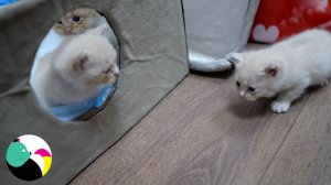 Котята уже выходят гулять за пределы дома.