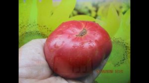 ПОСЕВЫ 2026-64. Посеяла крупноплодный сорт Сладкий Гном Зои. №900-34. Чем он хорош.