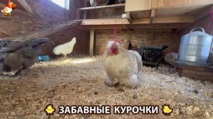 Забавные курочки несушки на сельском подворье 🤗😂😜 (123)
