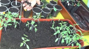 ПОСЕВЫ 2026-61. Ответы на вопросы зрителей.