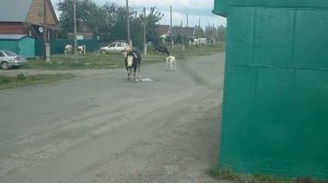 Автобусные остановки Затона