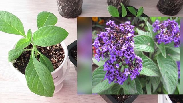 Посадка Гелиотропа на рассаду: когда сеять и можно ли в апреле