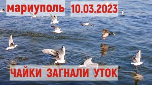 Мариуполь Чайки загнали уток.Море  10.03.2026