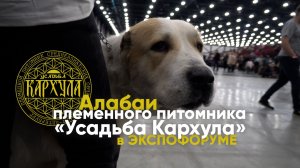 Наши собаки в Экспофоруме