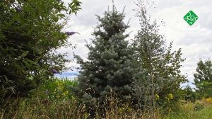 Дикий сад Жана Луи. Анонс. Канал ЗОО ТВ