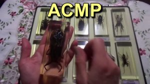 АСМР. Удивительные насекомые / ASMR