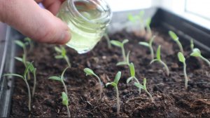 Рассада томатов взошла что сделать дальше для получения крепких приземистых растений?