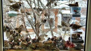 Воробьи в Кормушке зимой