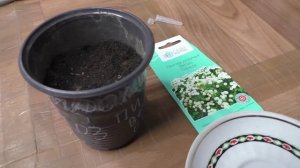 Первые всходы пижмы на рассаду