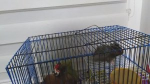 Хомяк спайдермен