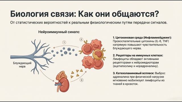 Как иммунные клетки дирижируют вашим пульсом: прецизионная геронтология