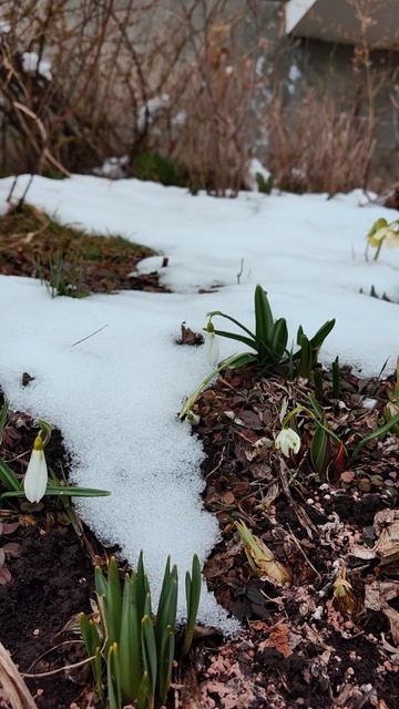 Первые подснежники и крокусы Весны-2026 🌸