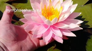 Нимфея,кувшинка MYRA (Mайра)