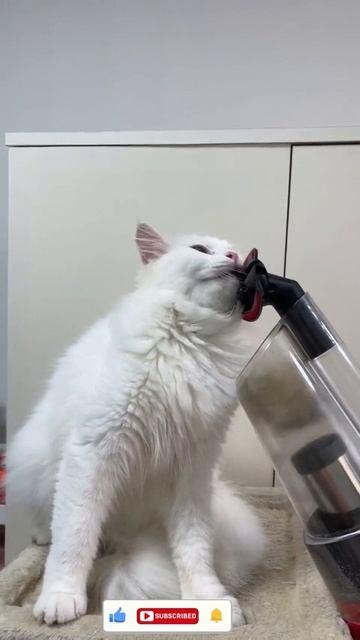 животные, коты, приколы #животкые #кошки #приколы #коты