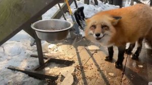 Лиса-Алиса. Лиса ругается из-за каши в миске