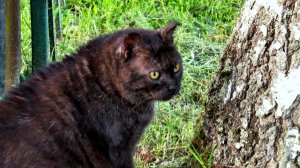 Наш любимый толстячок