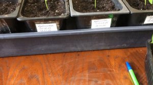 Пикировка сладкого перца  Погода