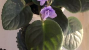 Поле Фиалок на подоконнике. Полюбуемся весенним цветением!