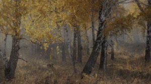 Dolby Vision: природа, от которой захватывает дух