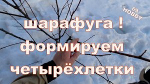 Шарафуга! Весенняя обрезка четырёхлеток! Два примера
