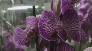 Весенний обзор растений! Цветочный магазин Мир цветов! 💐