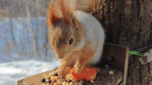 Покормил Толстую