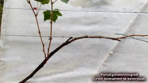 После этой ОБРЕЗКИ ВИНОГРАДА всегда с УРОЖАЕМ_Так обрезают во всем МИРЕ_Обрезка на плодовое звено.