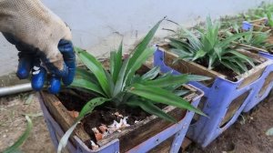 Ананас в старом стуле?! 🍍 Не выбрасывайте пластик — это гениальная грядка!