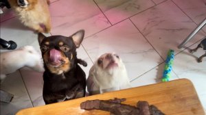 Хвостатики сегодня пробуют отварное легкое, сушеное лучше.)