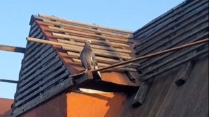 Николаевские голуби Чужачок приземлился