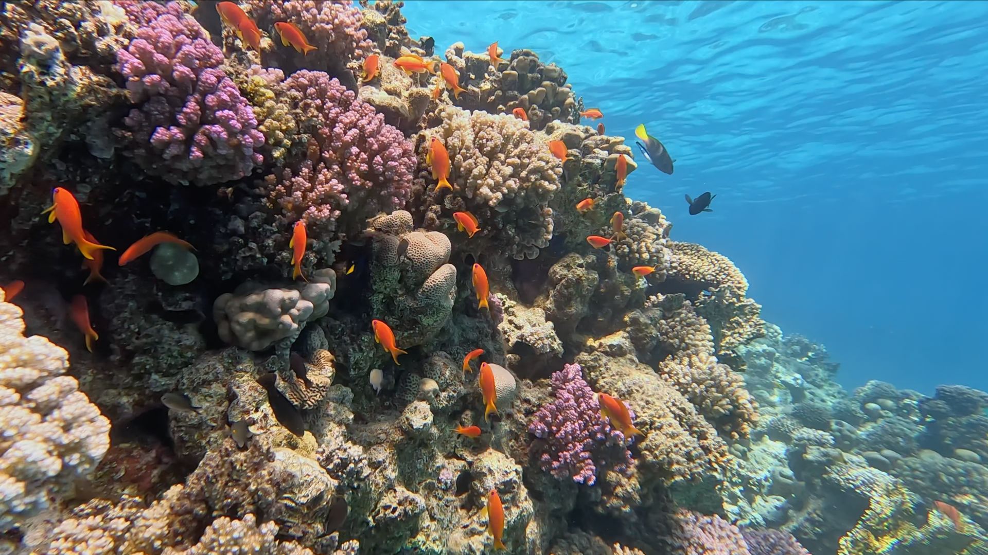 Снорклинг №1 в Наама Бэй, Шарм-эль-Шейх, Египет - февраль 2026