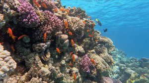 Снорклинг №1 в Наама Бэй, Шарм-эль-Шейх, Египет - февраль 2026