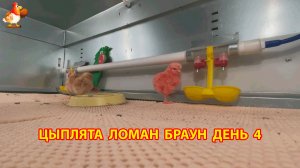 Цыплята Ломан Браун с нуля День 4 - что изменилось за сутки 😄🐥