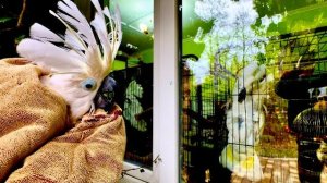 НАКОНЕЦ-ТО!!! Кеша БОЛЬШОЙ, Жора и Кеша МАЛЕНЬКИЙ впервые увидели друг друга! Жора в ШОКЕ!!!