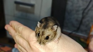 Прощай ФИГУРА и новый друг у Степана