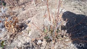 Весенние работы в саду.