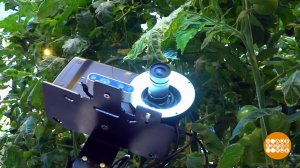 Чем болеют помидоры? Робот знает! Доброе утро. Фрагмент выпуска от 12.03.2026