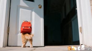 Это видео растопит Ваше сердце ❤️ Первая поездка котенка в парк развлечений! 🎢🐱