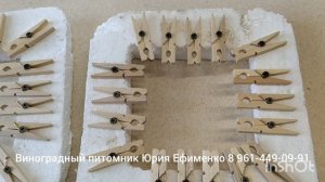 укоренение черенков винограда на воде