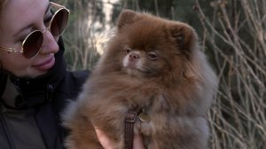 Ветеринары рассказали, как подготовить питомца к весеннему периоду