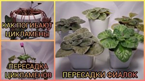 Как погибают цикламены. Пересадка цикламена. Пересадки фиалок.