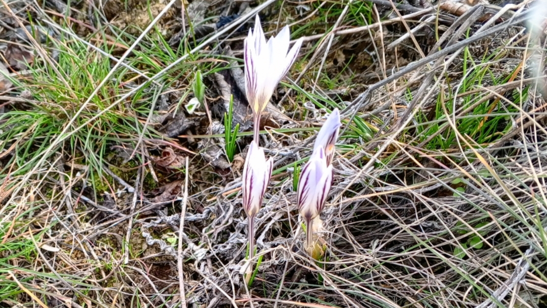 Крокусы в дикой природе
